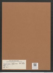 Navicula alpina W. Sm. (de-Toni-Nr.: Genus 1, Species 25) Zeichnungen Sammlung Grunow Mappe 00018 (Herbarium_W_Grunow_drawings_Folder_00018)